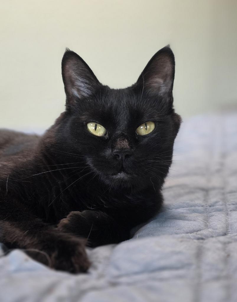 Enlarge Tasha, a Adoptable mixed breed in Palmer, AK image 2/3