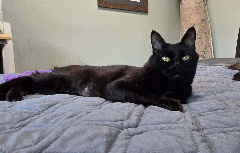 Enlarge Tasha, a Adoptable mixed breed in Palmer, AK image 3/3