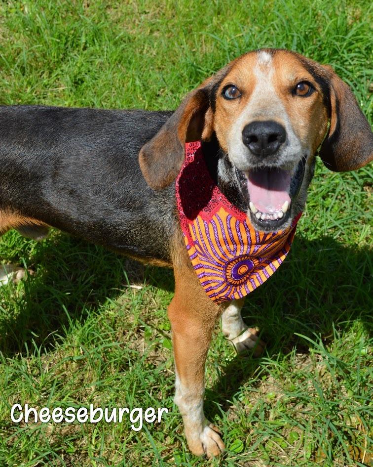 Enlarge Cheeseburger, a Adoptable Treeing Walker Coonhound in Gautier, MS image 1/3