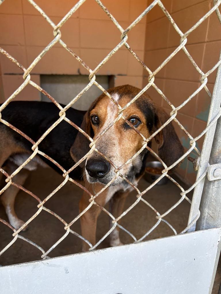Enlarge Cheeseburger, a Adoptable Treeing Walker Coonhound in Gautier, MS image 2/3