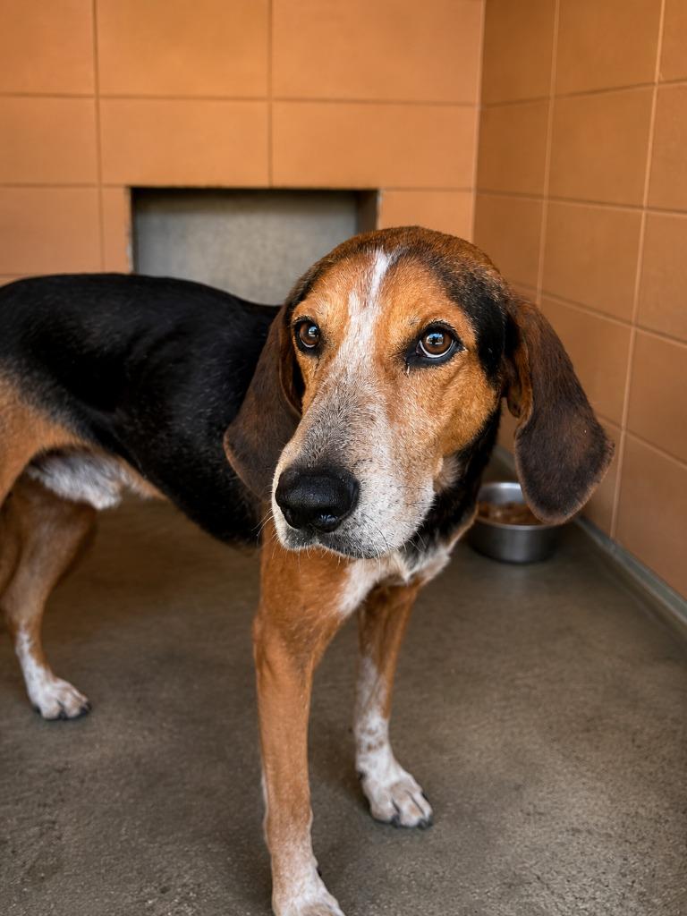 Enlarge Cheeseburger, a Adoptable Treeing Walker Coonhound in Gautier, MS image 3/3