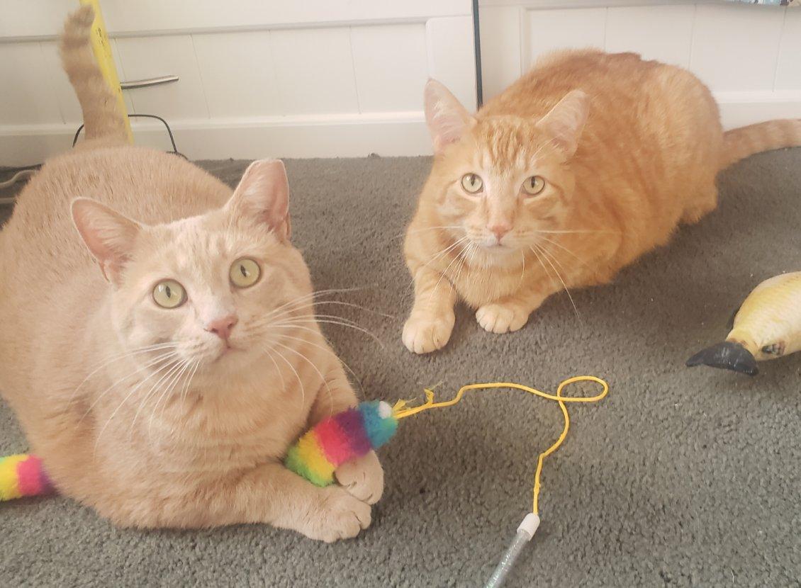 Poppy, Adoptable, Adult Female Domestic Short Hair.