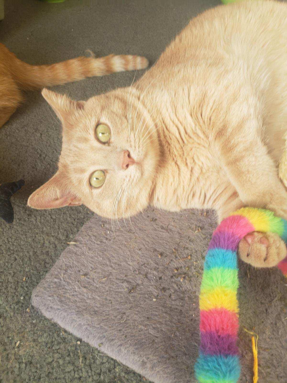 Poppy, a Adoptable Domestic Short Hair in Chicago, IL image 2/3