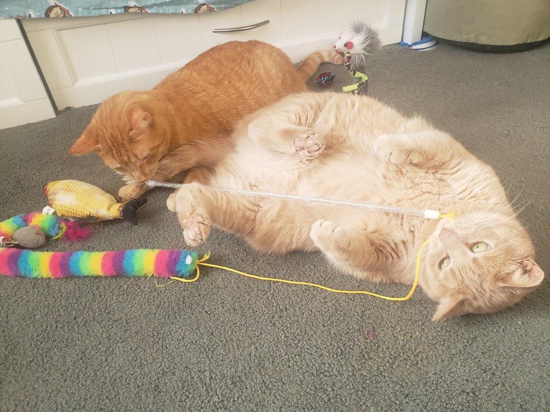 Poppy, a Adoptable Domestic Short Hair in Chicago, IL image 3/3