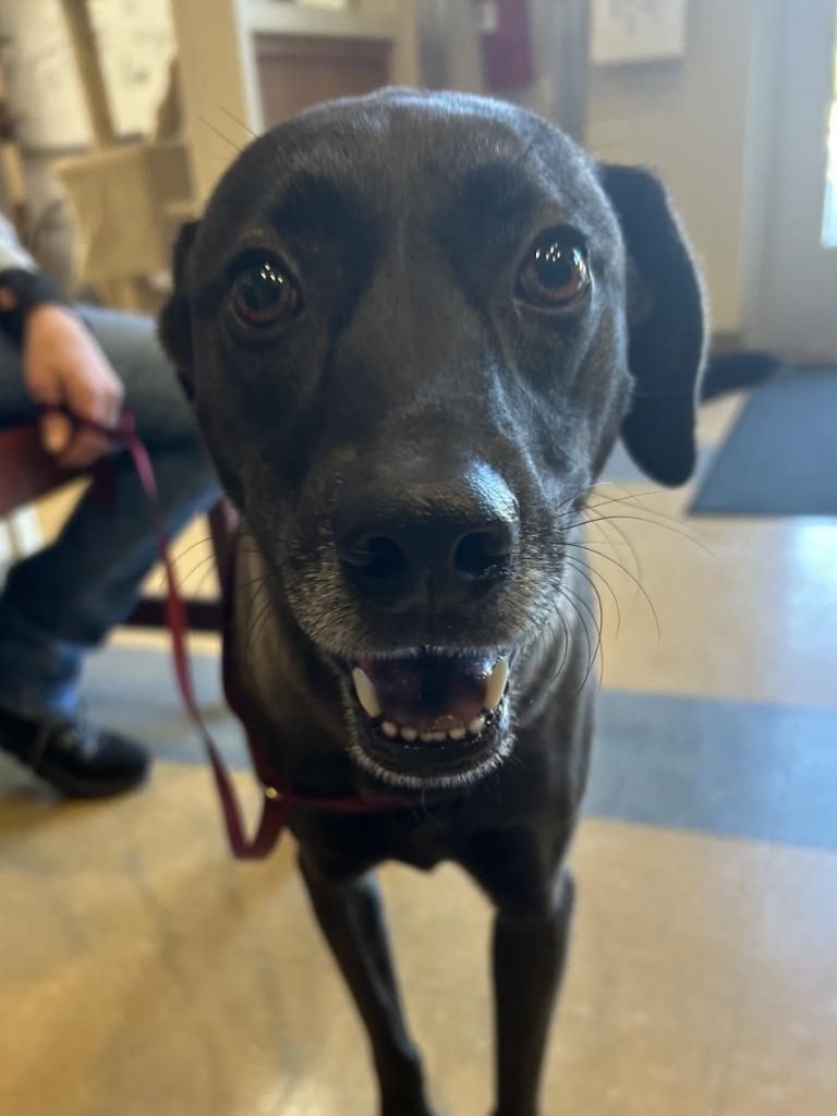 Phoenix, Adoptable, Adult Female Labrador Retriever.