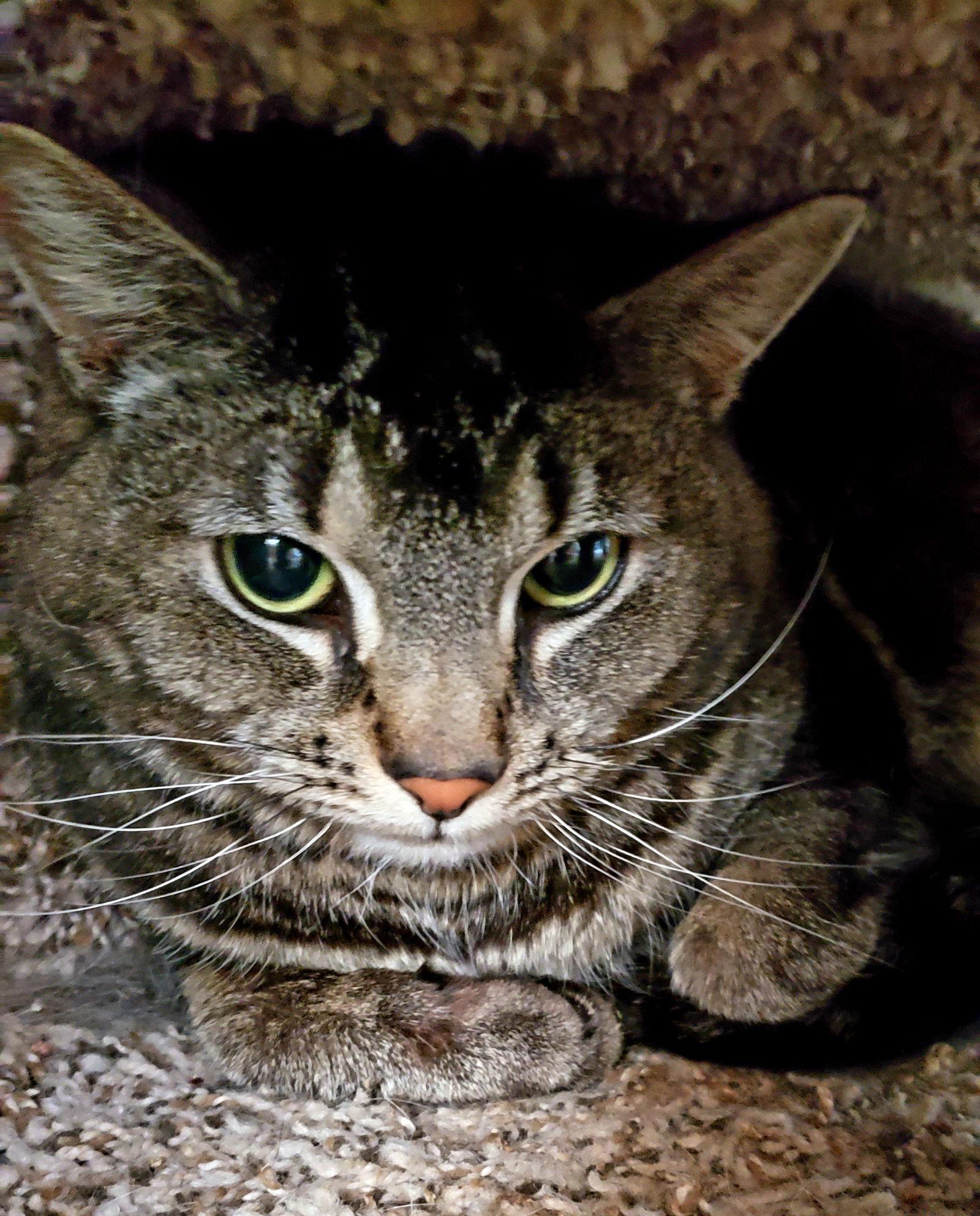 Scarlett, a Adoptable Domestic Short Hair in Philadelphia, PA image 1/3