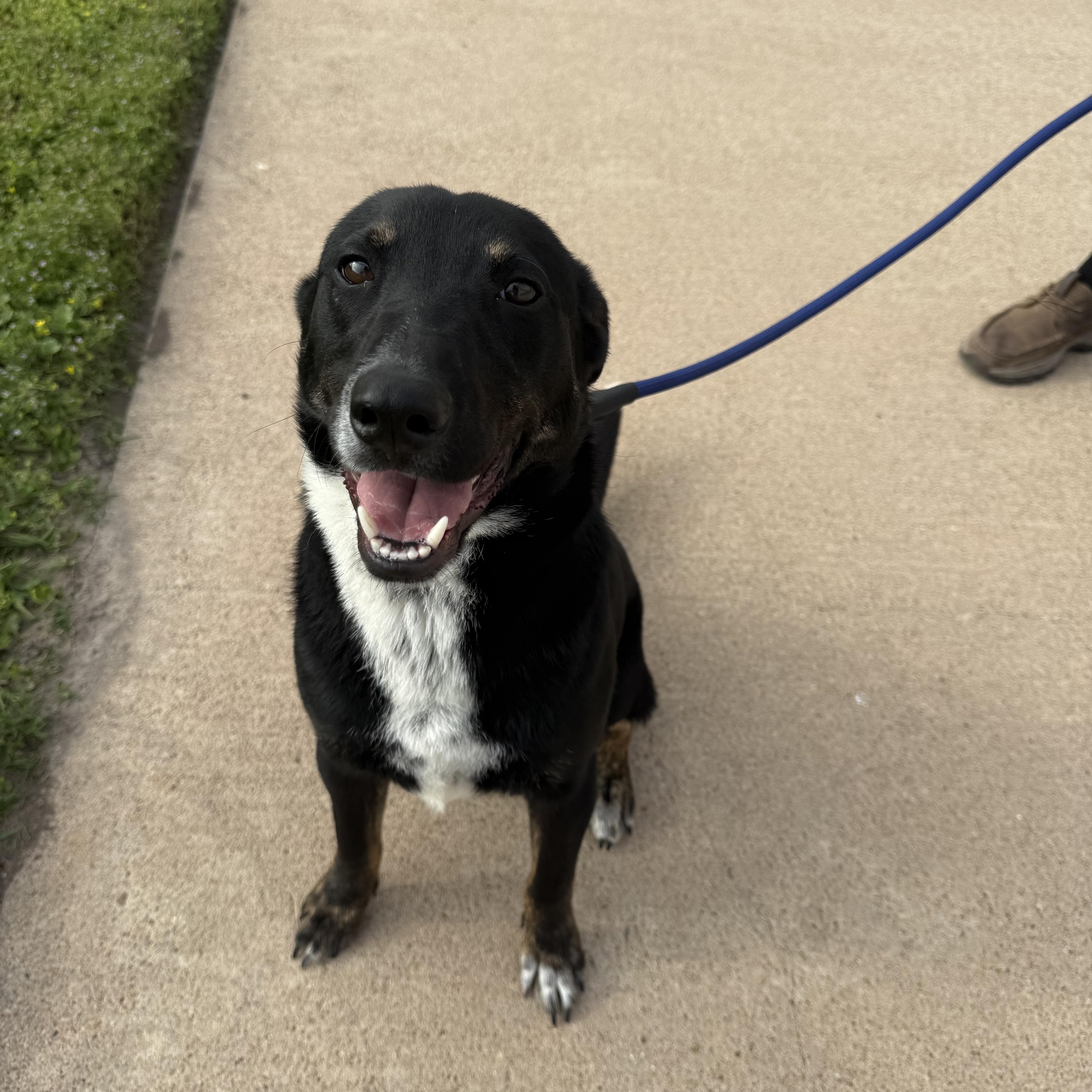 Enlarge Goose, a ADOPTABLE mixed breed in Houston, TX image 6/6
