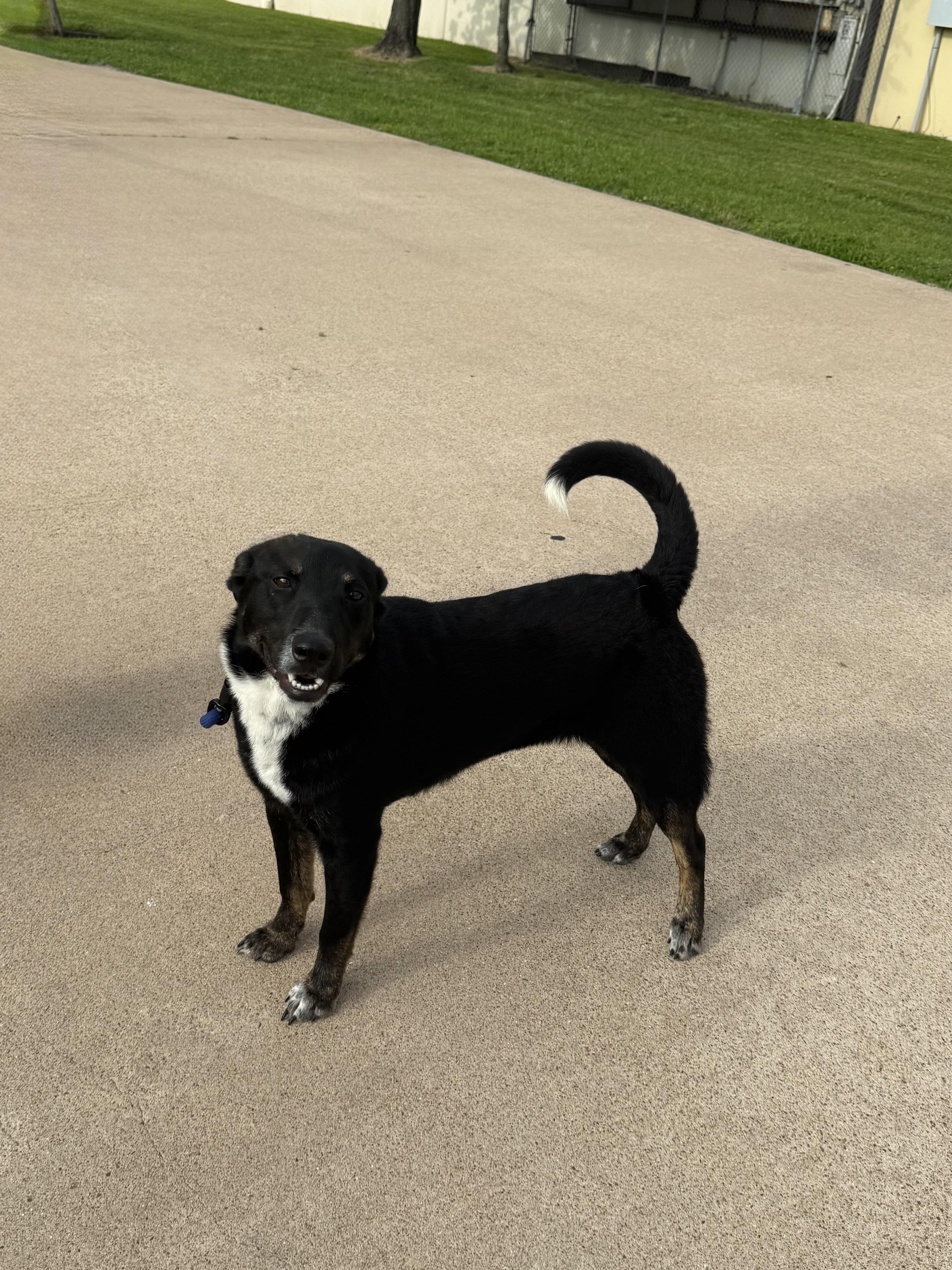 Enlarge Goose, a ADOPTABLE mixed breed in Houston, TX image 5/6