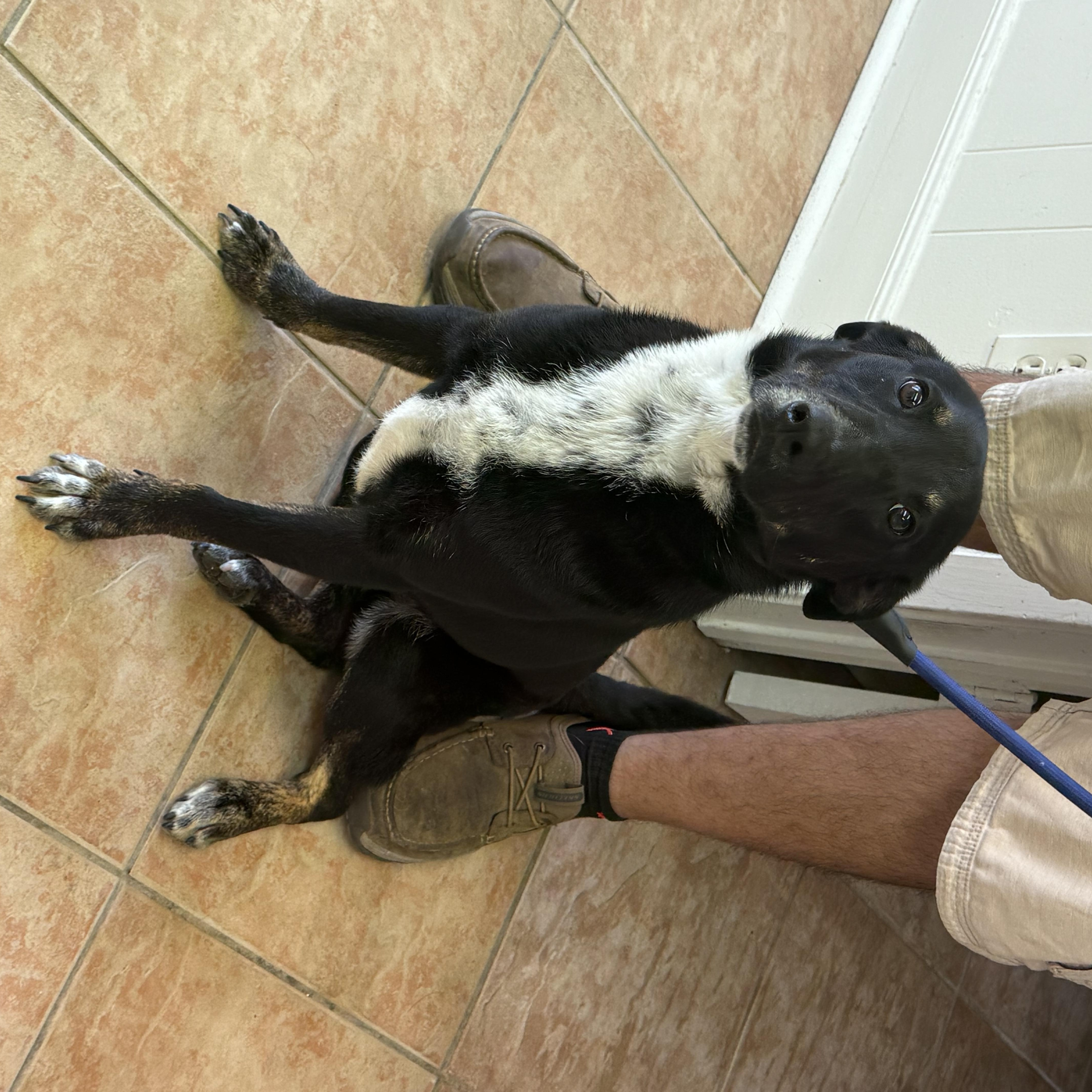 Enlarge Goose, a ADOPTABLE mixed breed in Houston, TX image 4/6