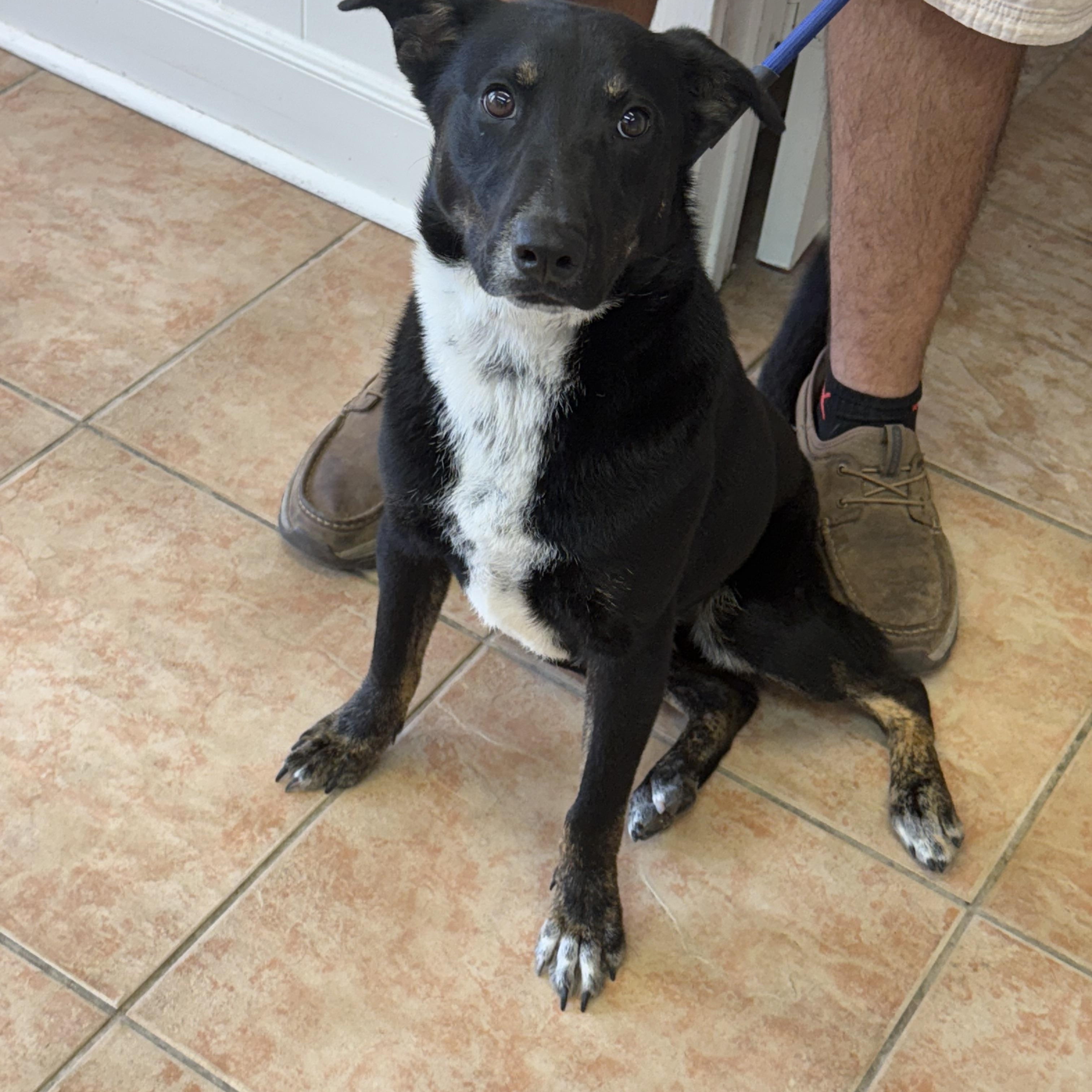 Goose, ADOPTABLE, Adult Male Australian Cattle Dog / Blue Heeler.