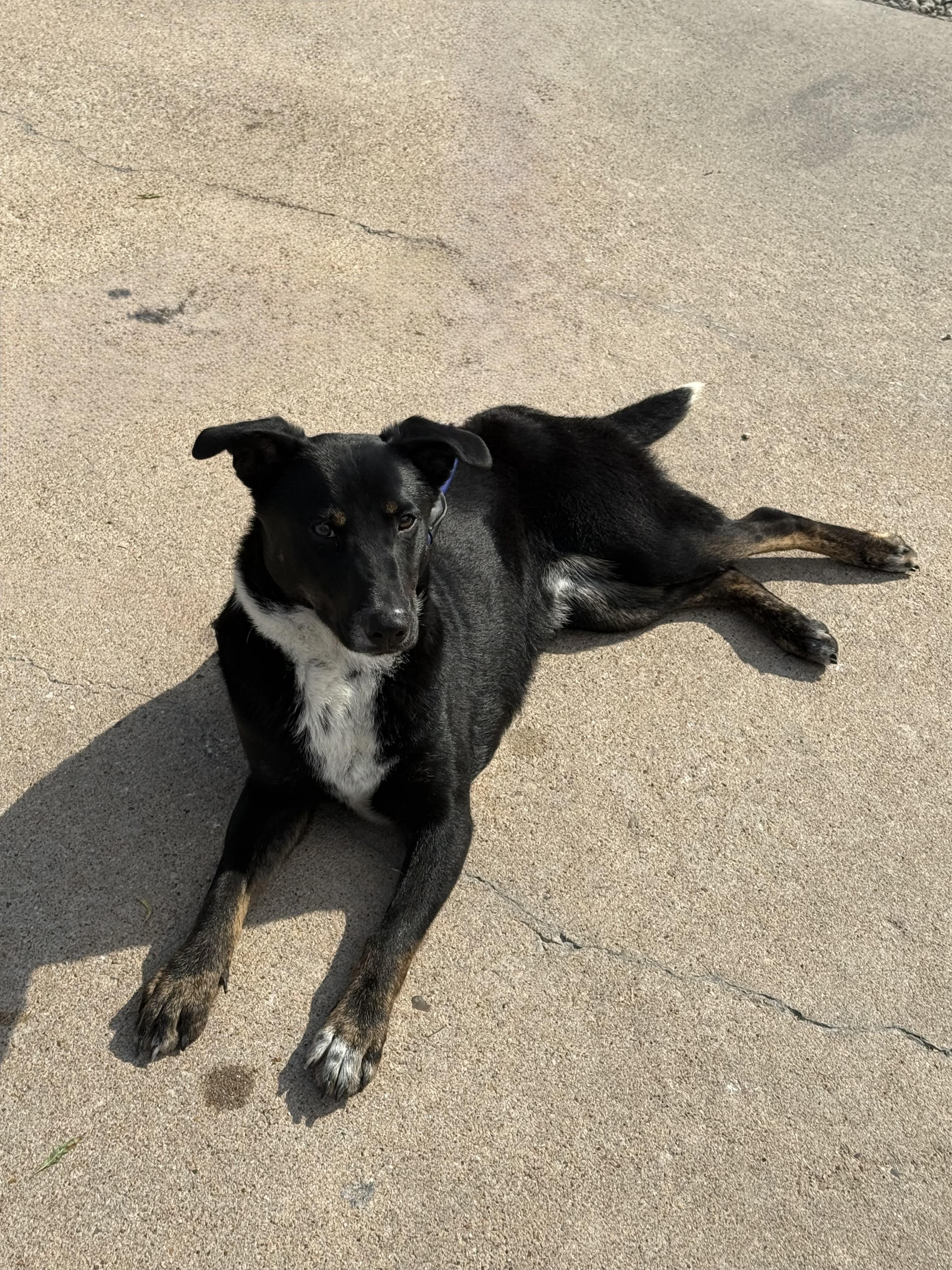 Enlarge Goose, a ADOPTABLE mixed breed in Houston, TX image 2/6