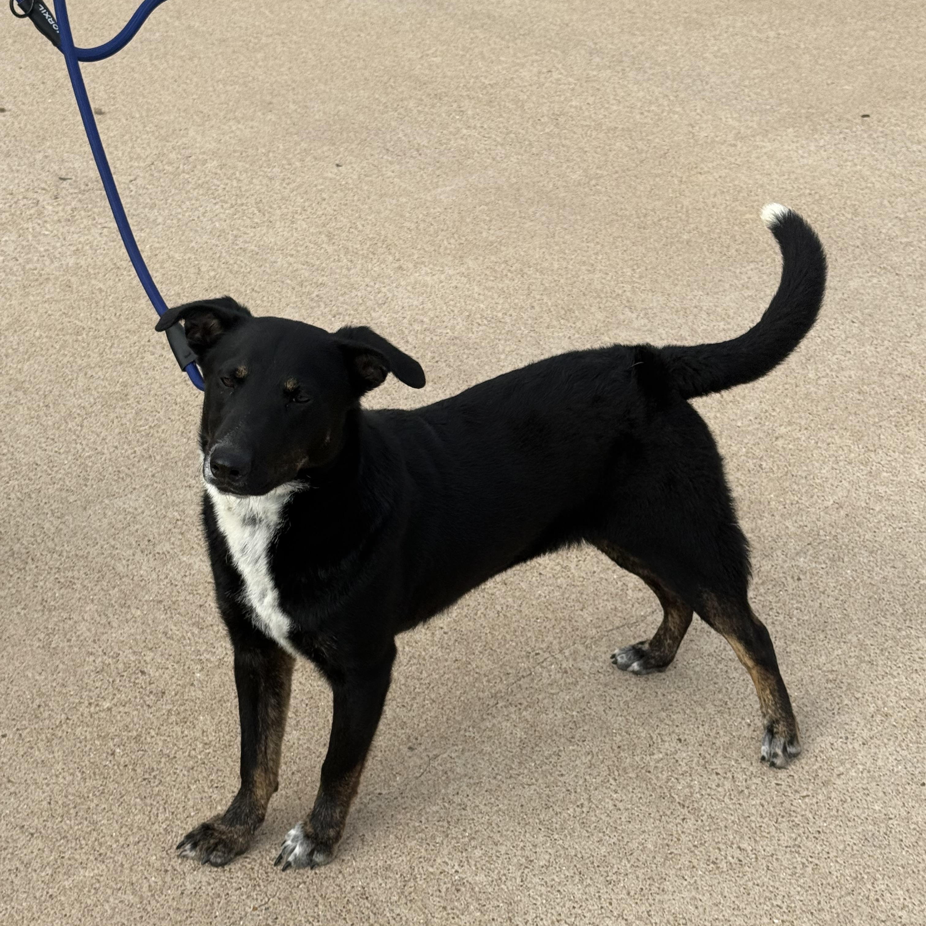 Enlarge Goose, a ADOPTABLE mixed breed in Houston, TX image 3/6
