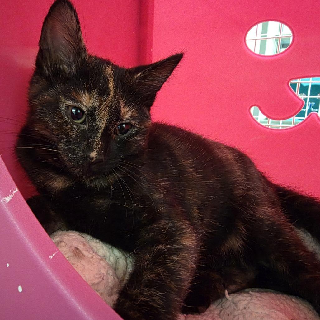 Enlarge Rosalina, a Adopted Domestic Short Hair in Oshkosh, WI image 1/1