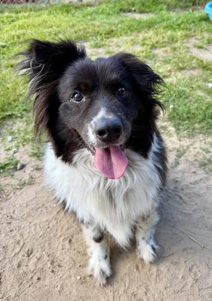 Wyatt, Adoptable, Senior Male Border Collie & Australian Shepherd.