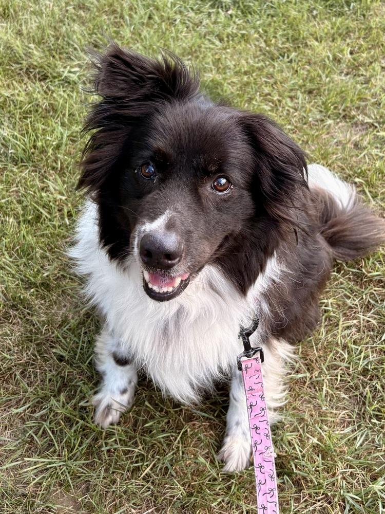 Enlarge Wyatt, a Adoptable mixed breed in Kalamazoo, MI image 2/3