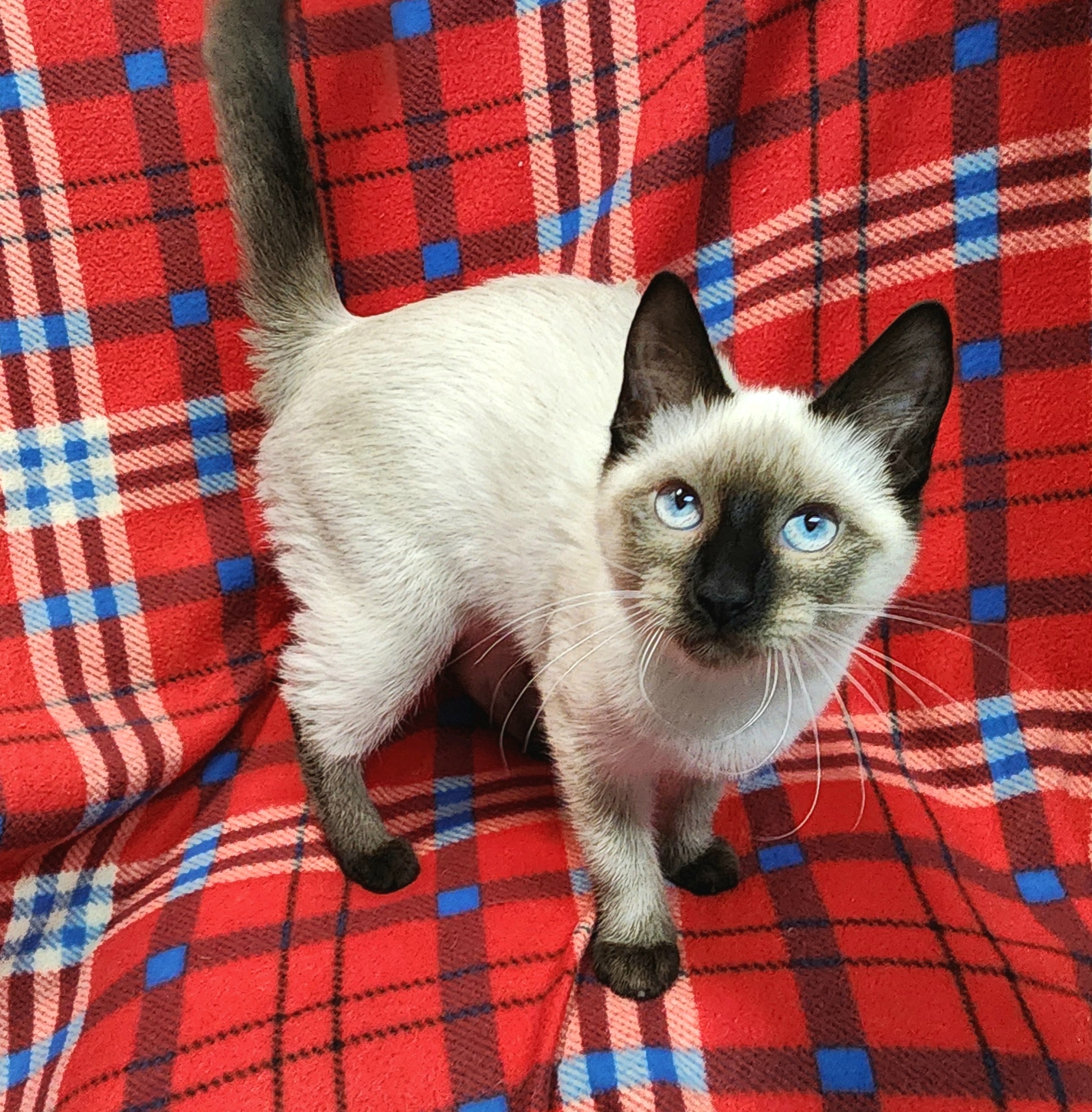 Cat for adoption Brighton, a Siamese in Shelton, WA Petfinder