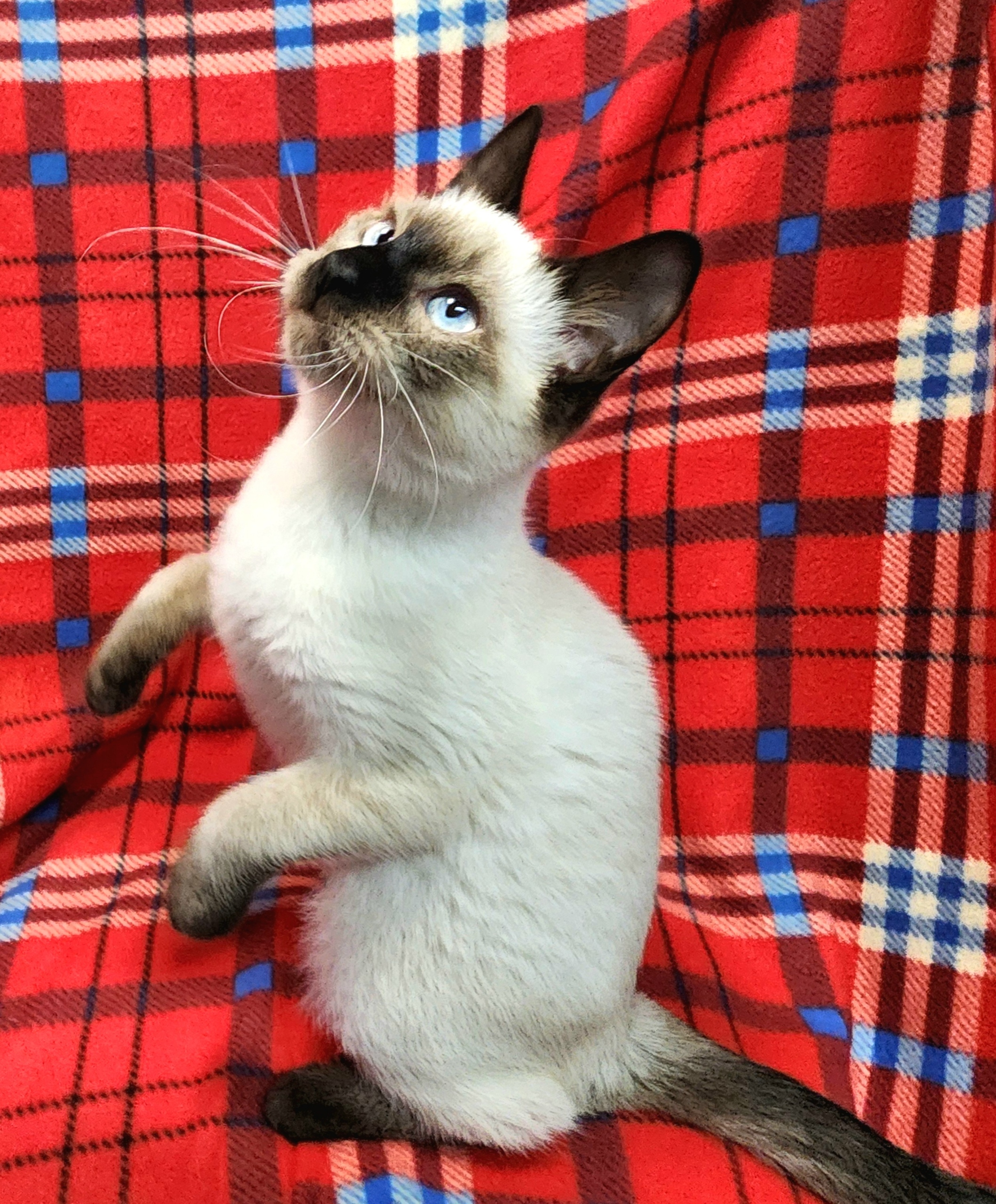 Cat for adoption Brighton, a Siamese in Shelton, WA Petfinder