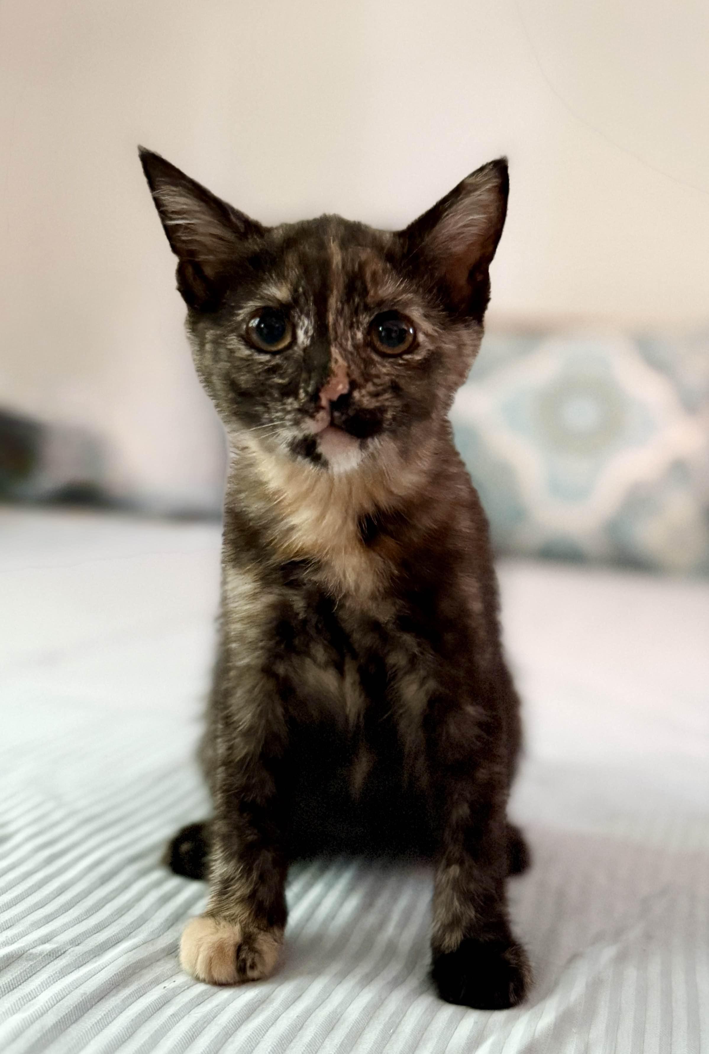 Enlarge Precious, an adopted Domestic Short Hair in Monroe Township, NJ image 3/6