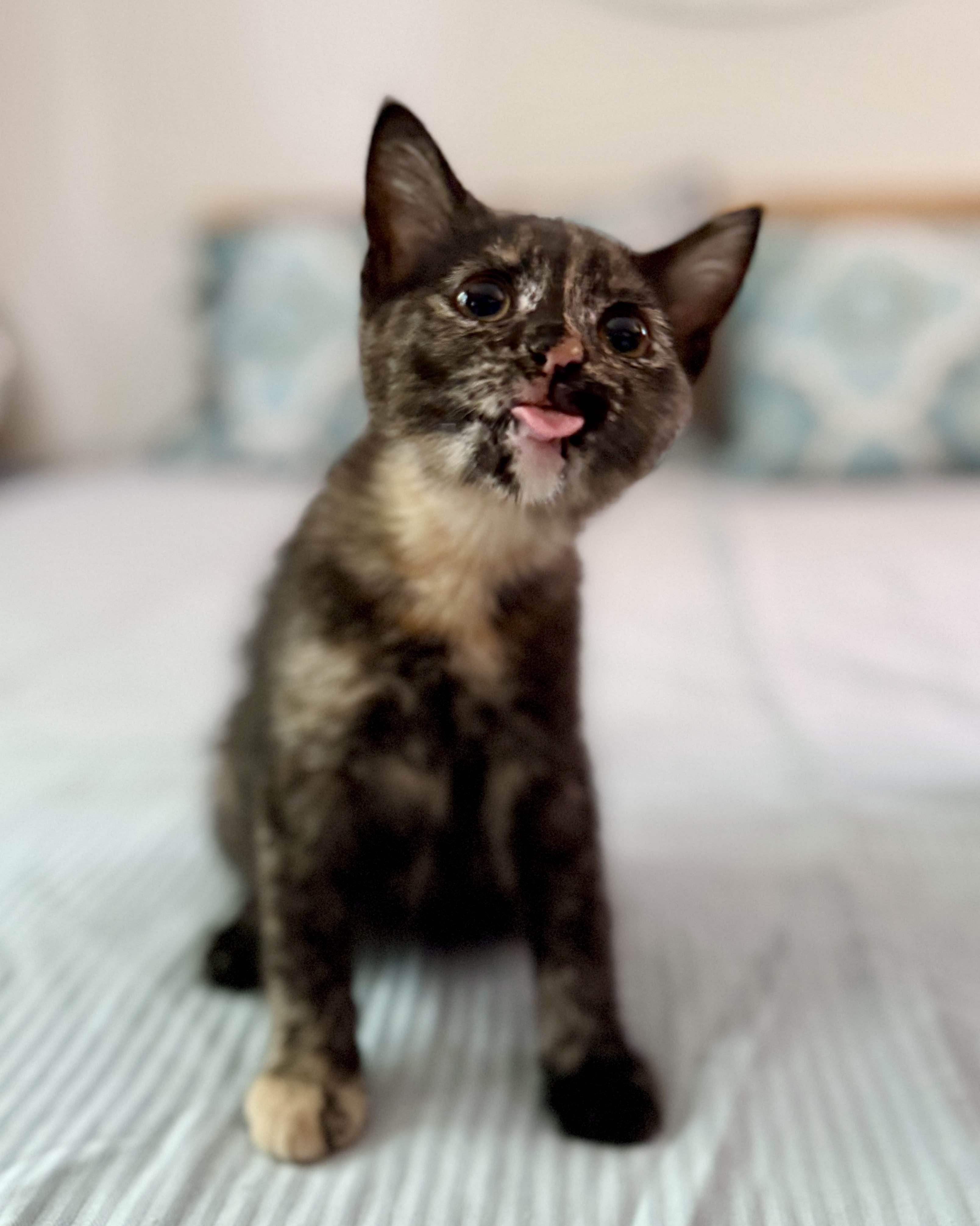 Enlarge Precious, an adopted Domestic Short Hair in Monroe Township, NJ image 4/6