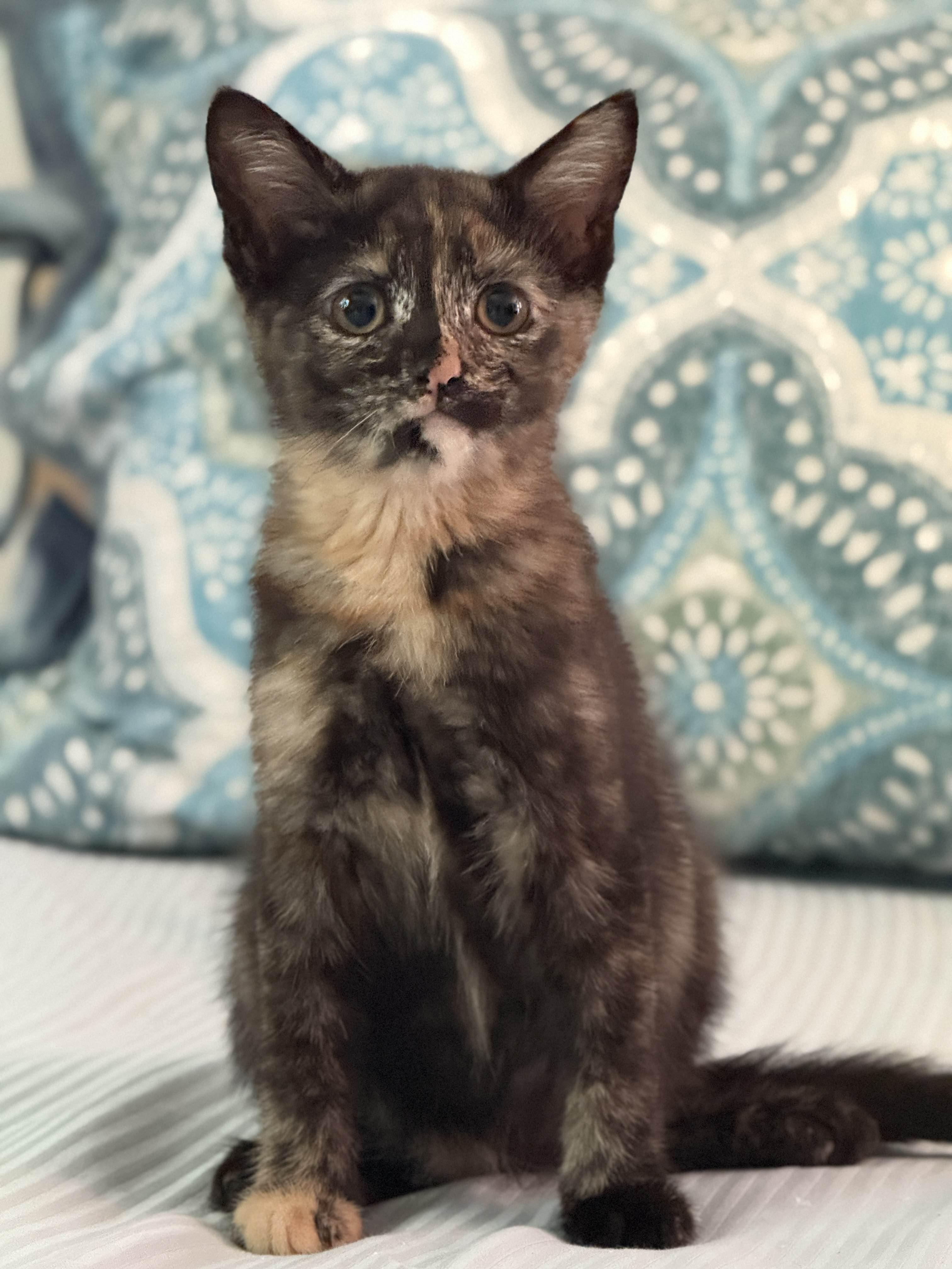 Precious, adopted, Kitten Female Domestic Short Hair.