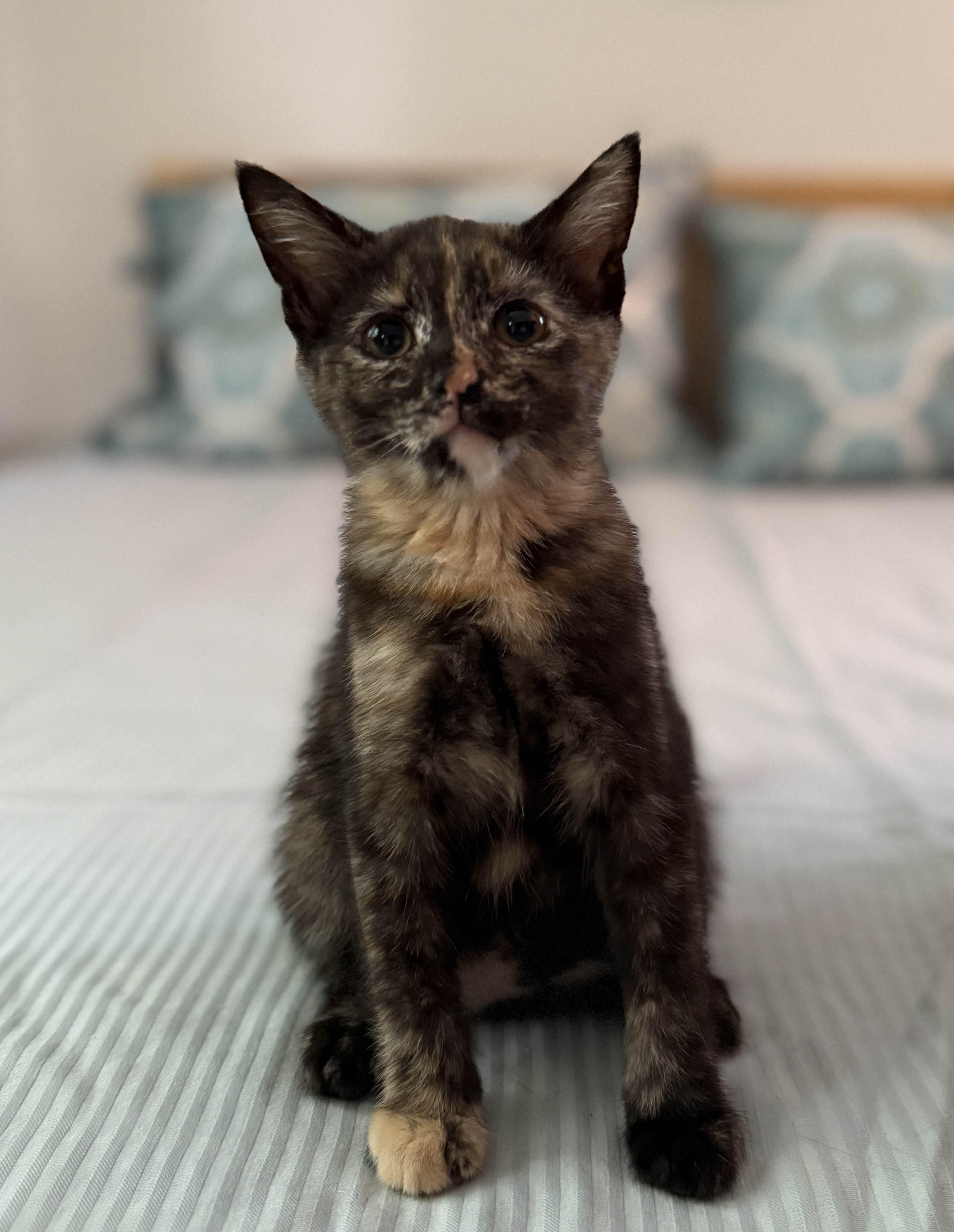 Enlarge Precious, an adopted Domestic Short Hair in Monroe Township, NJ image 5/6