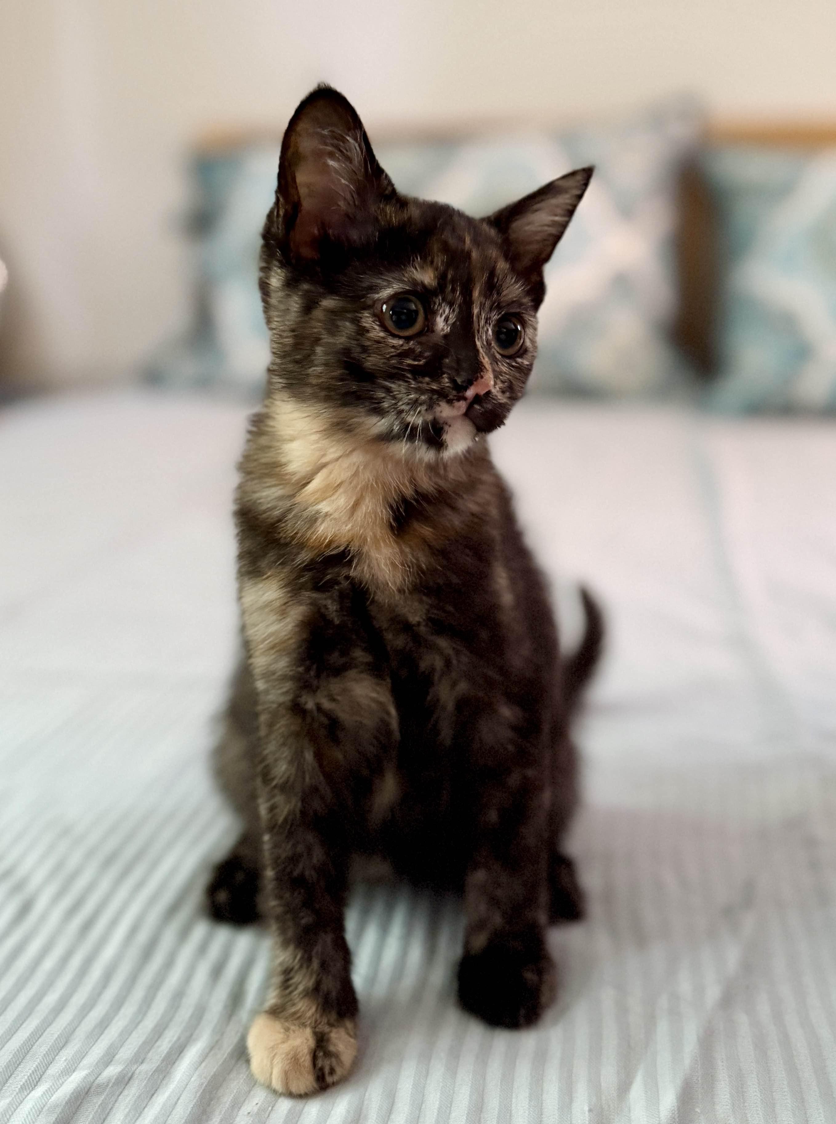 Enlarge Precious, an adopted Domestic Short Hair in Monroe Township, NJ image 6/6