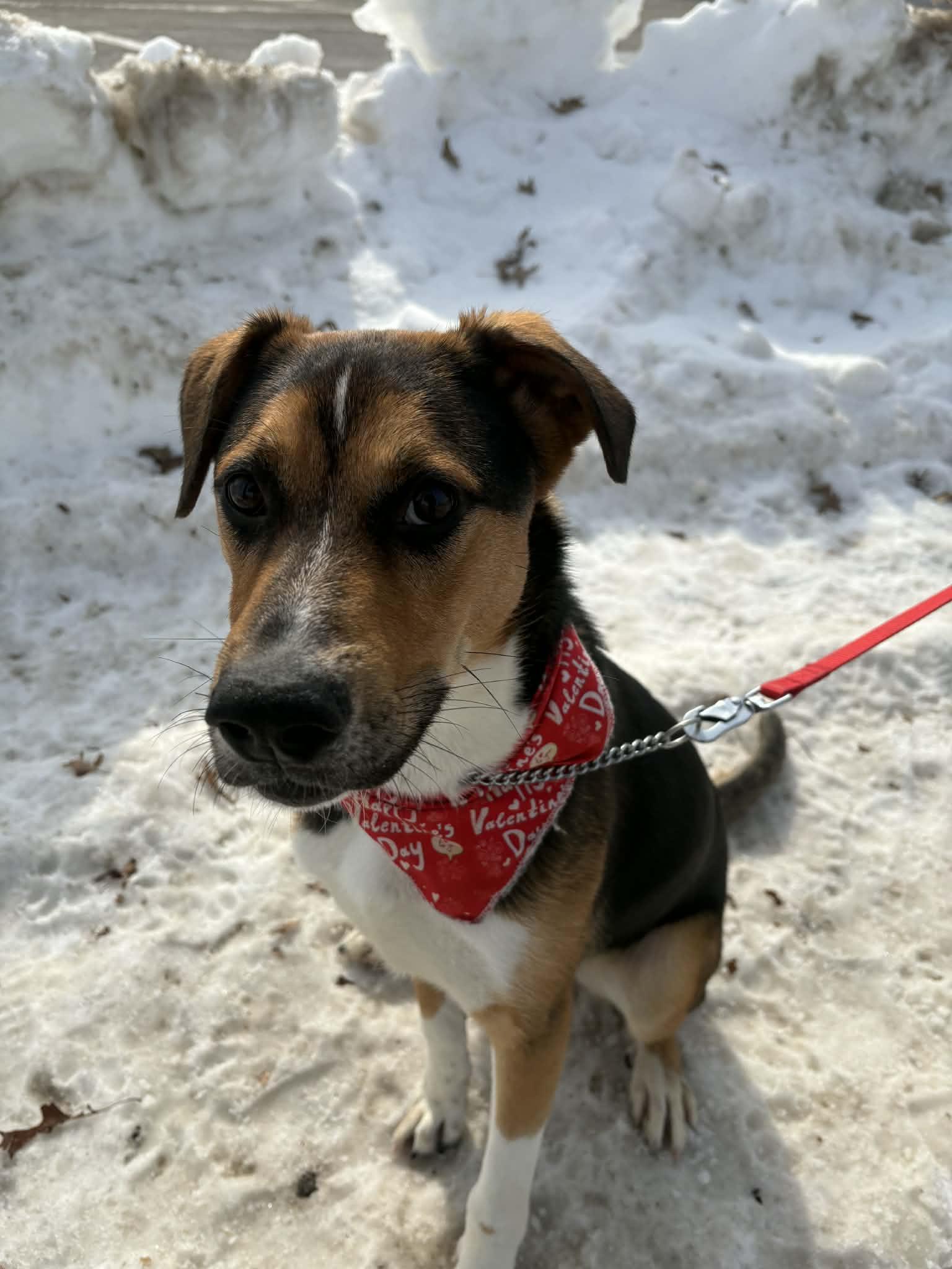 Mikey, adoptable, Puppy Male Hound.