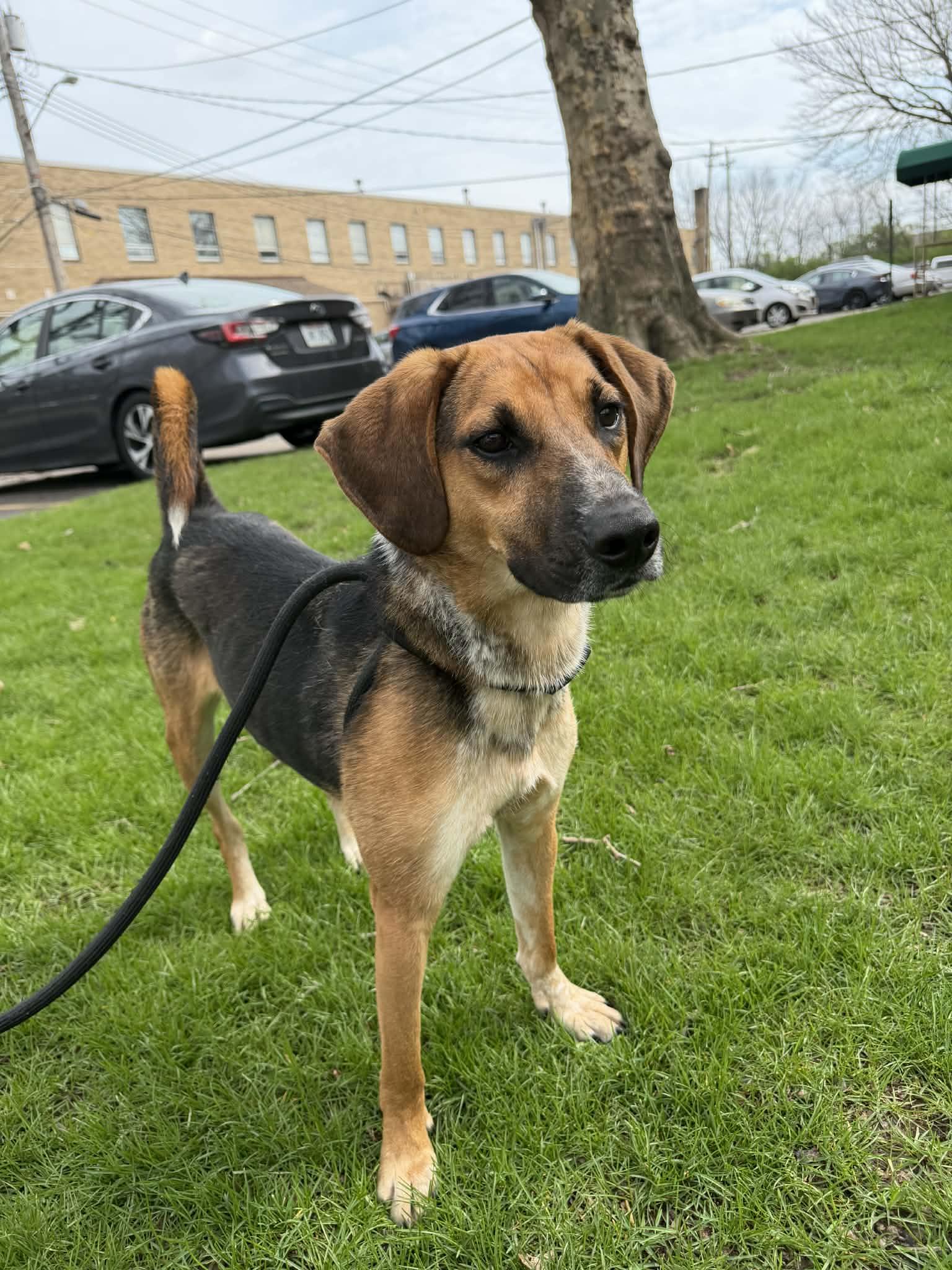 Enlarge Mikey, an adoptable mixed breed in Parma, OH image 1/3