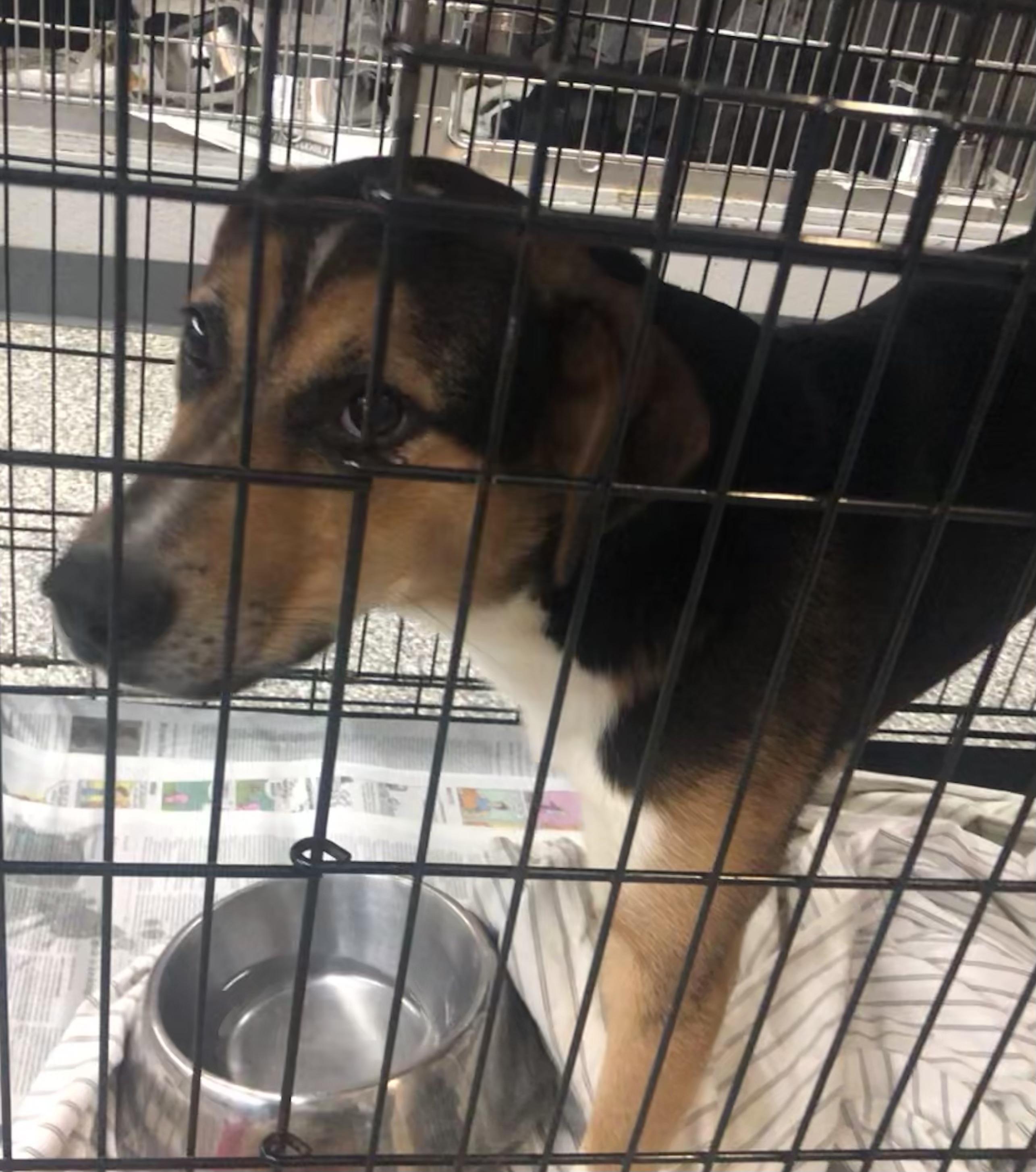 Mikey, adoptable, Puppy Male Hound.