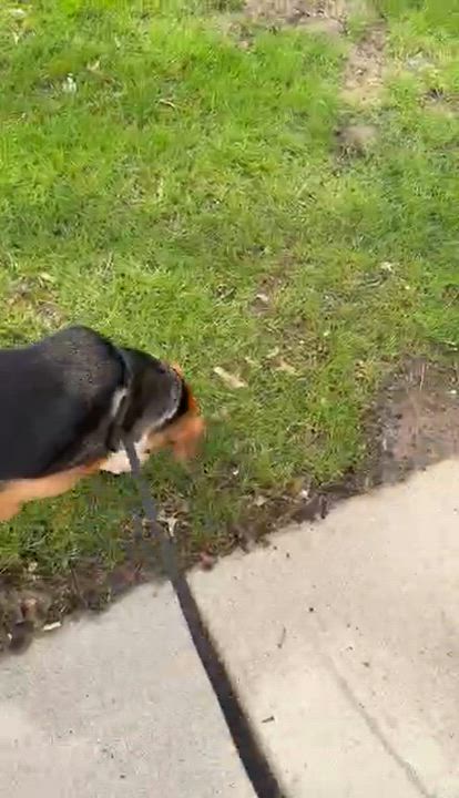 Enlarge Mikey, an adoptable mixed breed in Parma, OH video 2/3