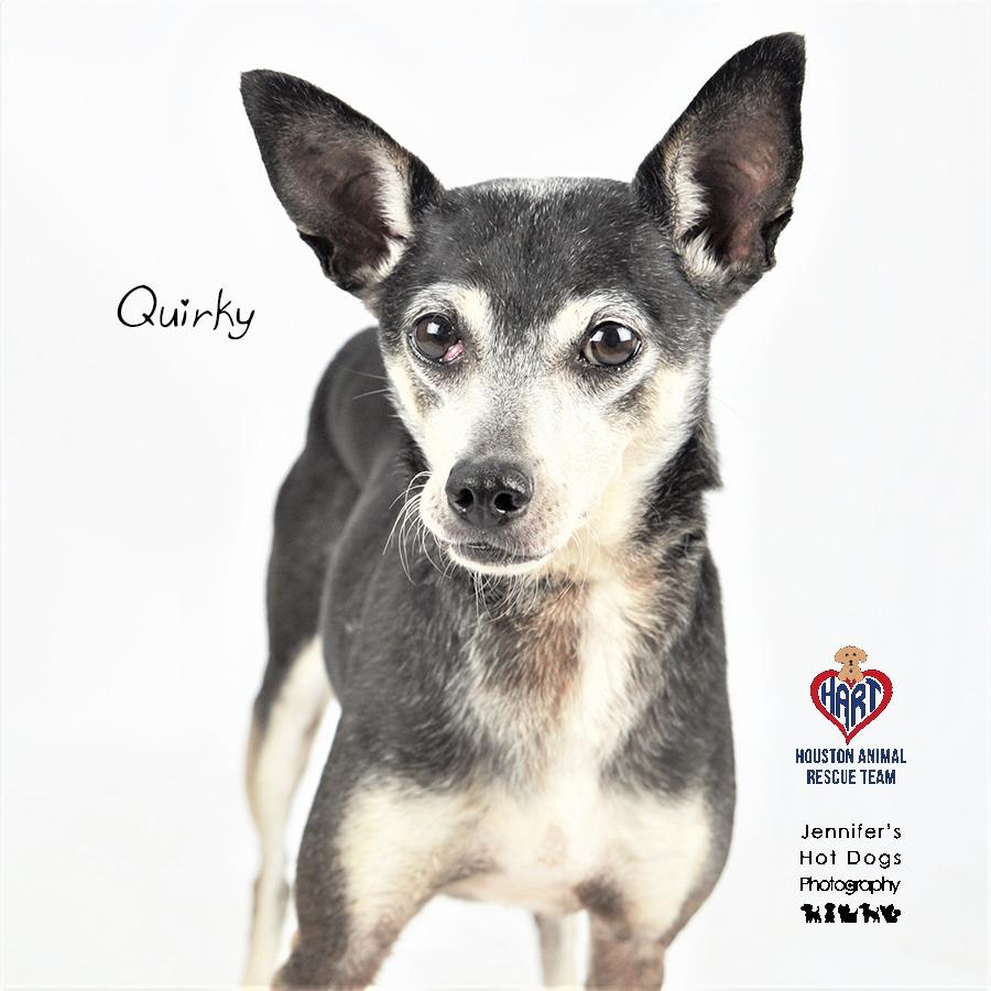 Quirky, a Adoptable mixed breed in Tomball, TX image 2/6