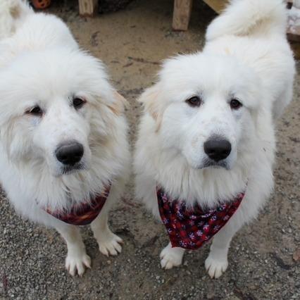 Aurora, Adoptable, Young Female Great Pyrenees.