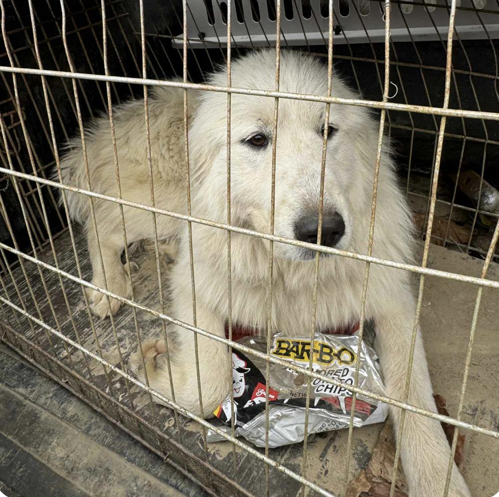 Enlarge Aurora, a Adoptable Great Pyrenees in Louisville, KY image 2/5