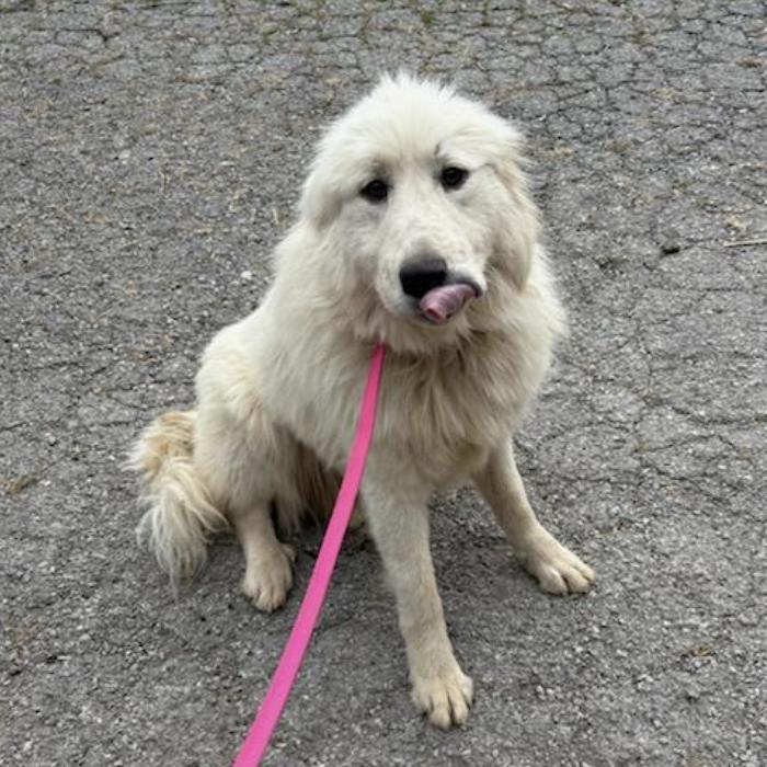 Enlarge Aurora, a Adoptable Great Pyrenees in Louisville, KY image 4/5