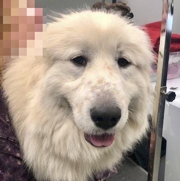 Enlarge Aurora, a Adoptable Great Pyrenees in Louisville, KY image 5/5