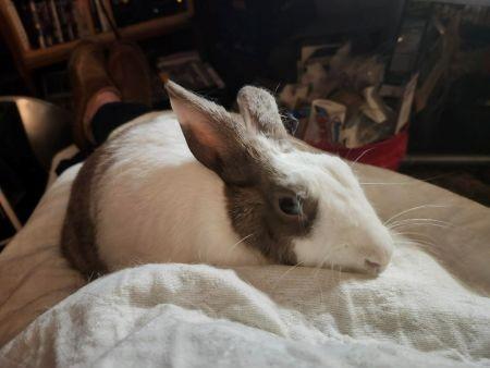 Enlarge Natalia, a Adoptable Dutch in Scotts Valley, CA image 1/2