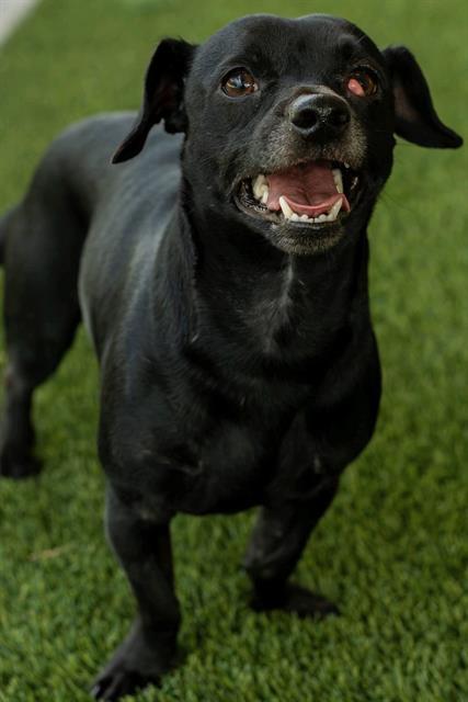 CHAOS, Adoptable, Adult Male Chihuahua.