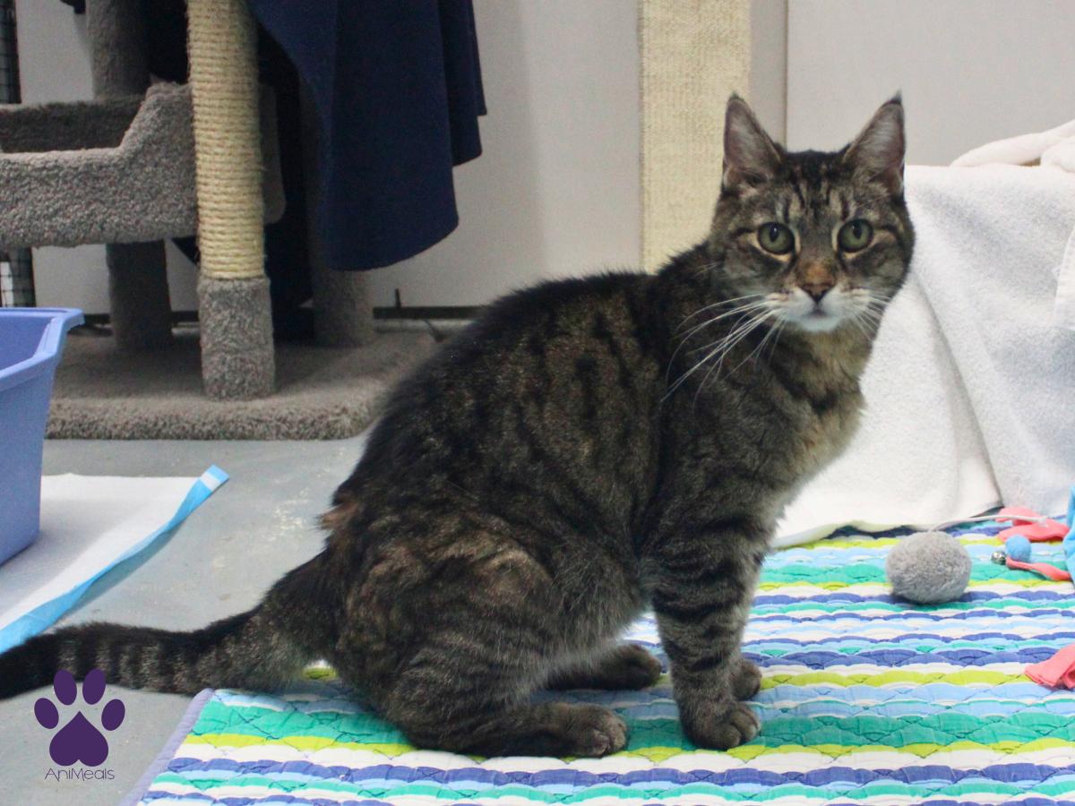 Leeloo, a ADOPTABLE Tabby in Missoula, MT image 3/4