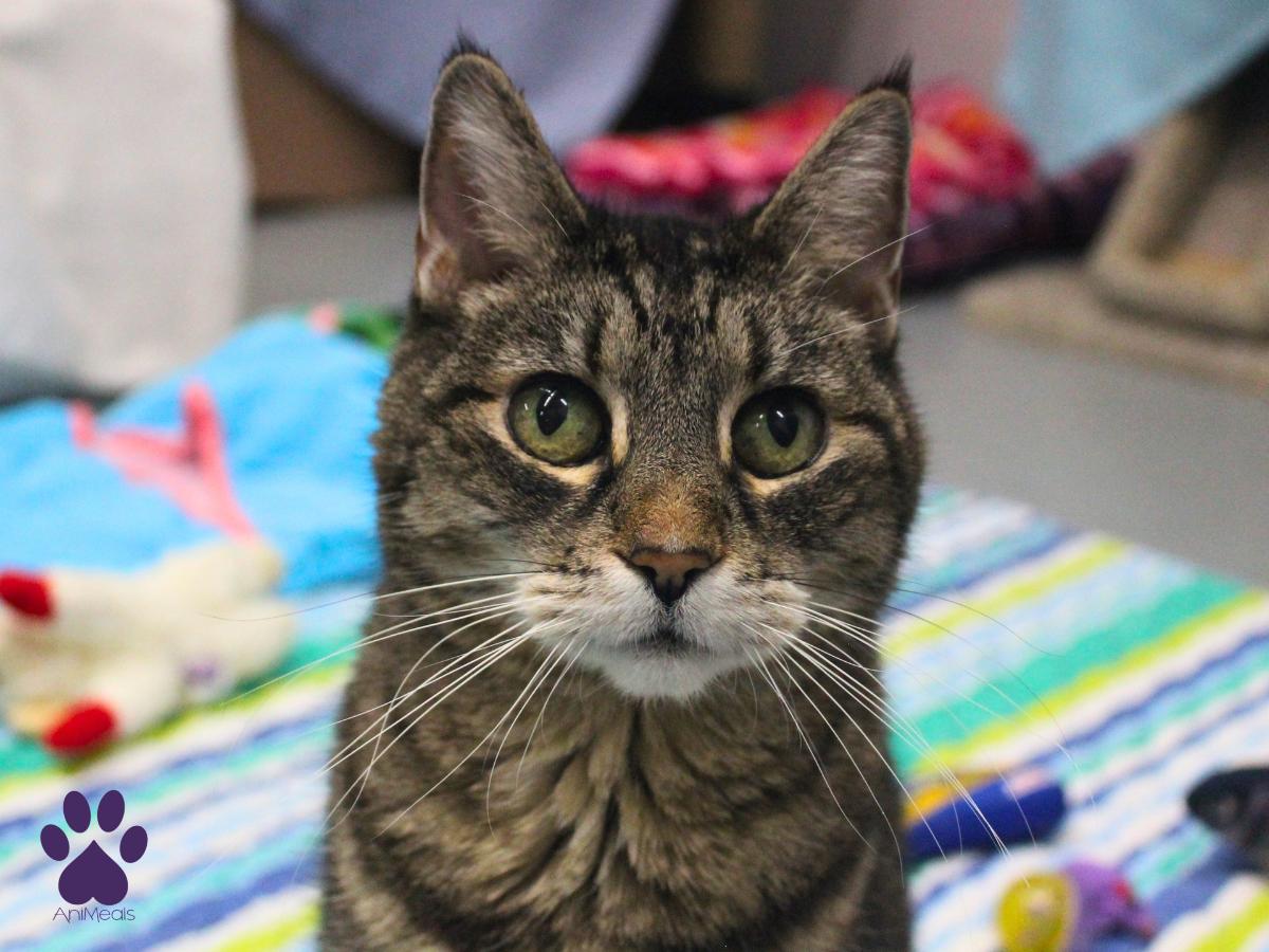 Leeloo, a ADOPTABLE Tabby in Missoula, MT image 1/4