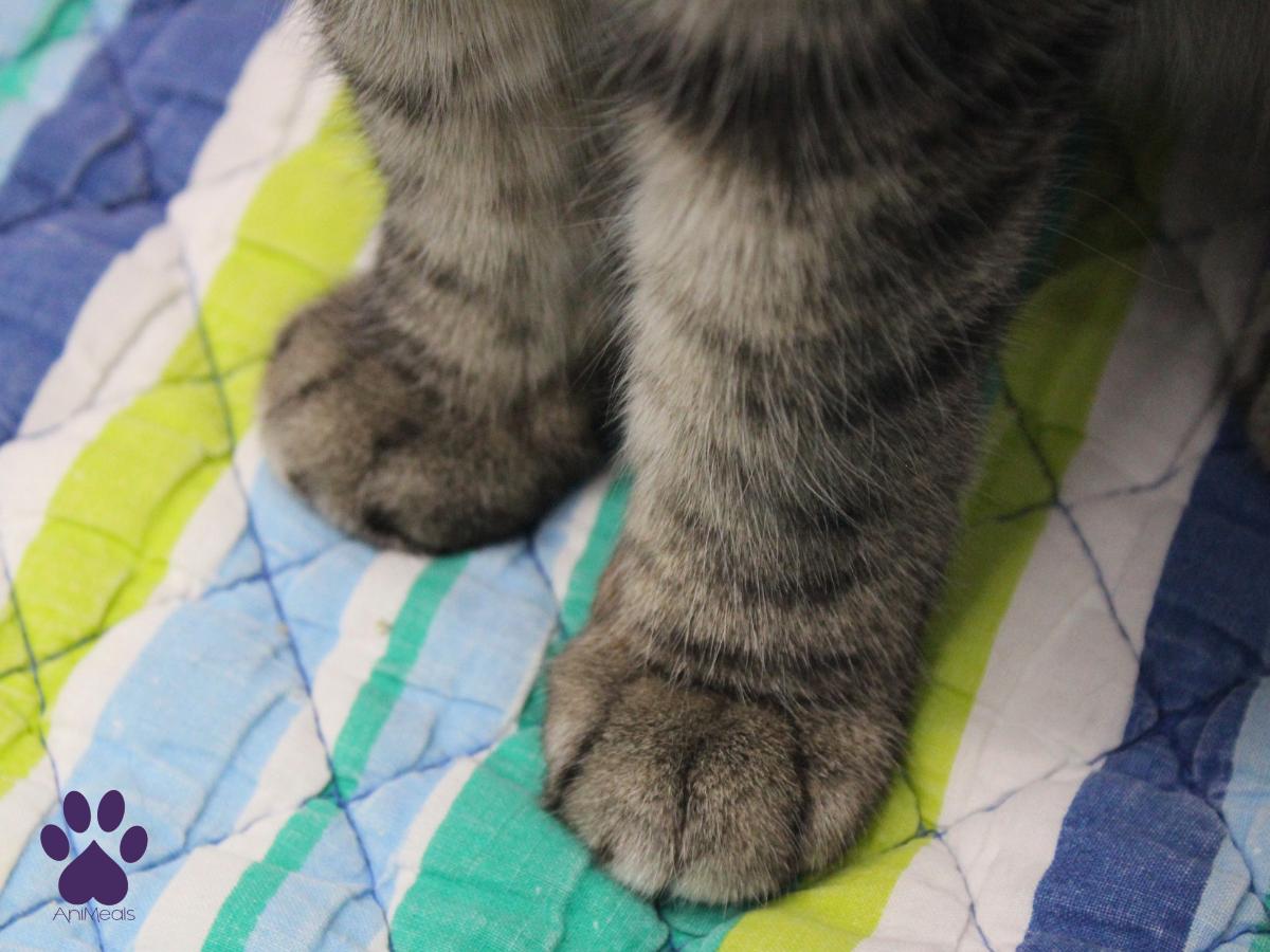 Leeloo, a ADOPTABLE Tabby in Missoula, MT image 2/4