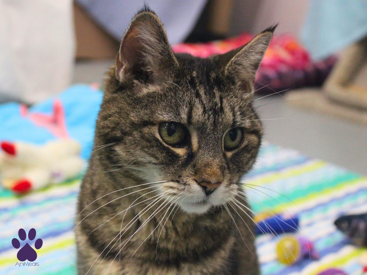 Leeloo, a ADOPTABLE Tabby in Missoula, MT image 4/4