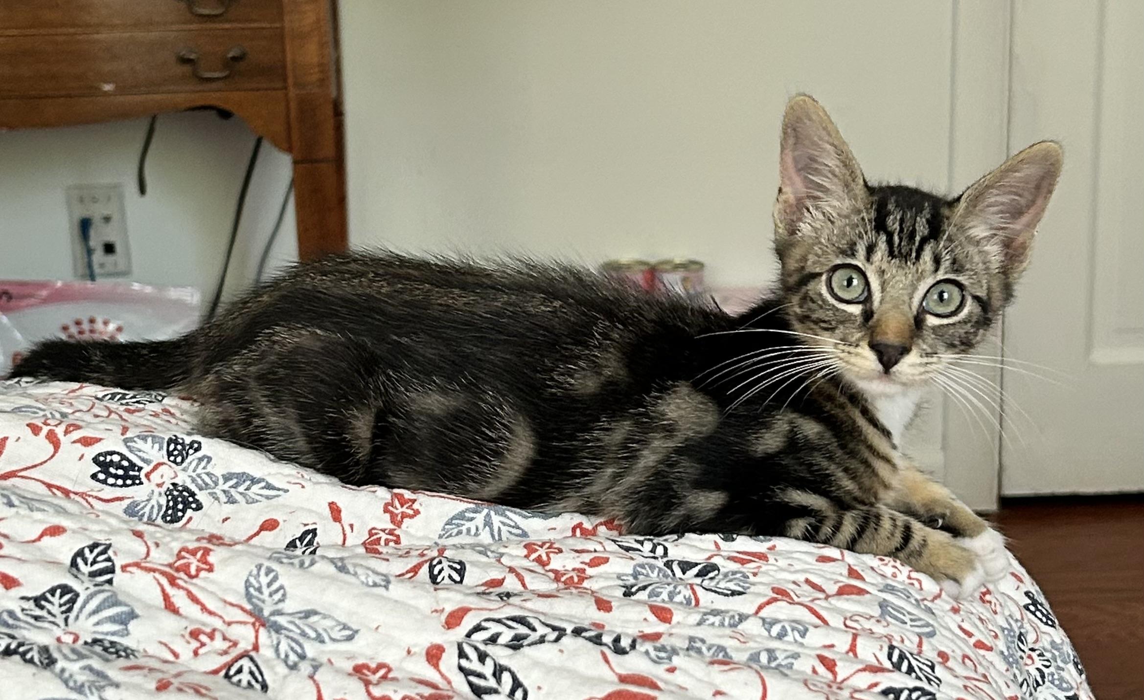 Enlarge Kittens Garth and Brooks, a ADOPTABLE Domestic Short Hair in Granby, CT image 2/5