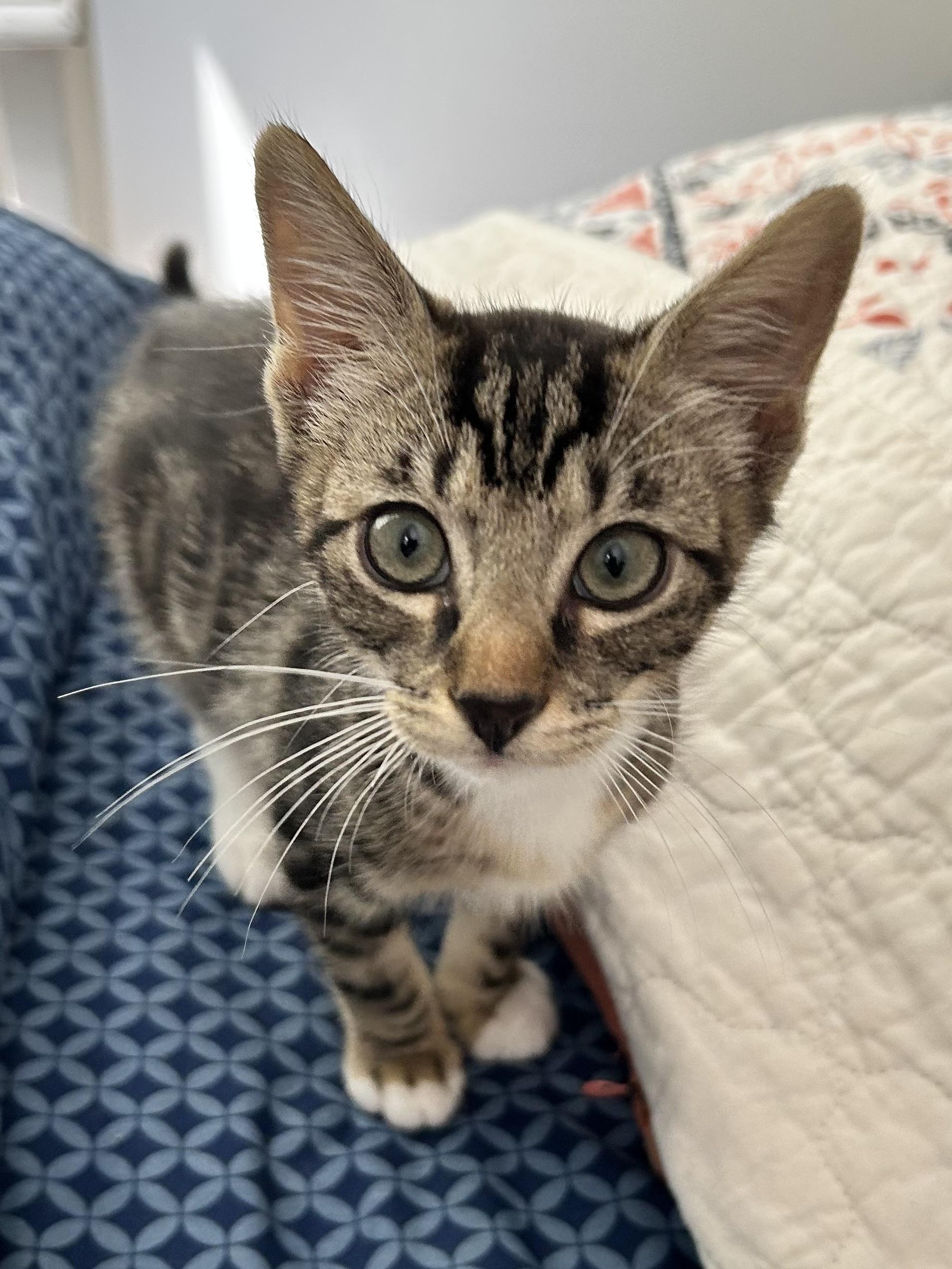 Enlarge Kittens Garth and Brooks, a ADOPTABLE Domestic Short Hair in Granby, CT image 5/5