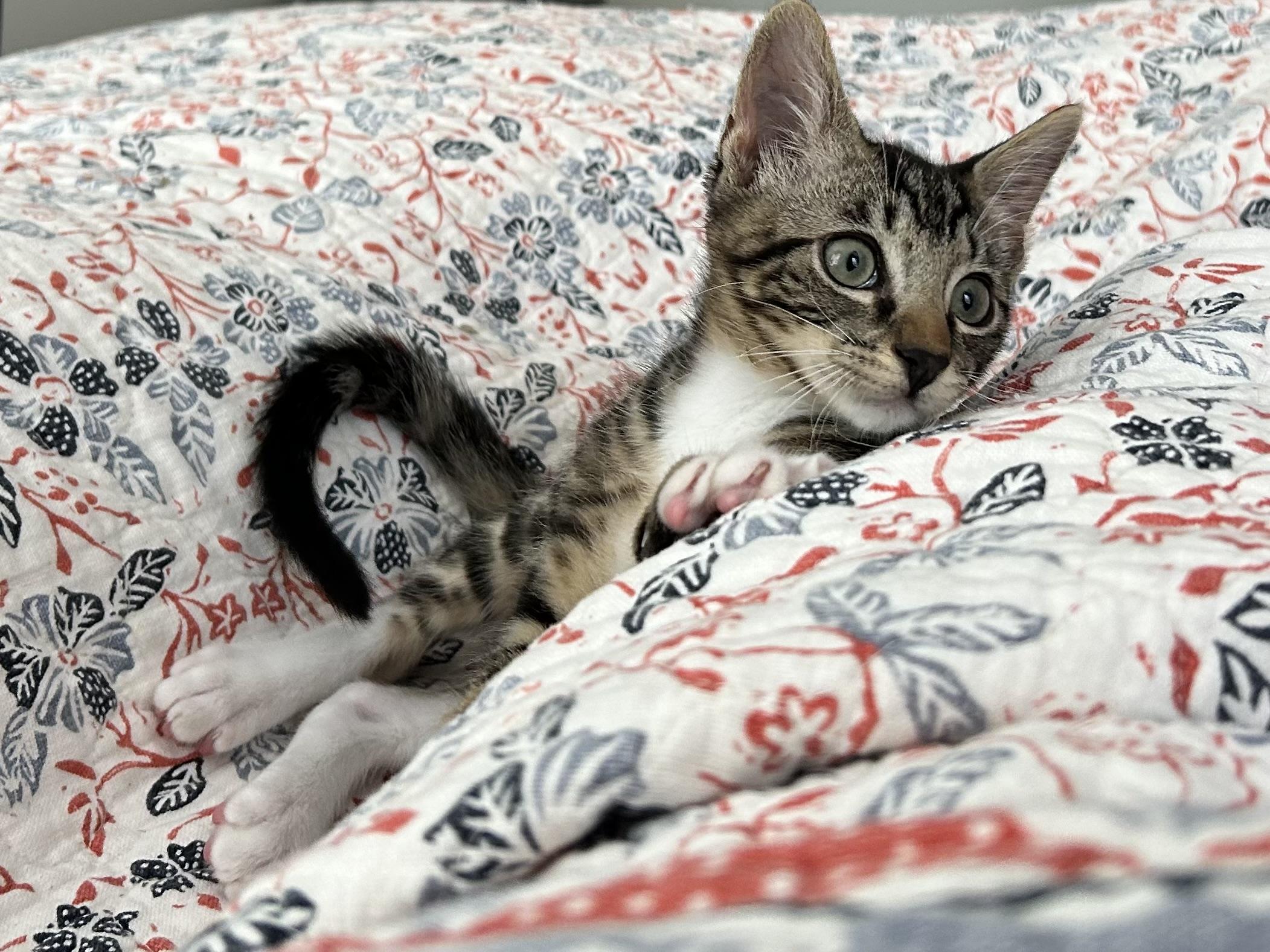 Enlarge Kittens Garth and Brooks, a ADOPTABLE Domestic Short Hair in Granby, CT image 4/5