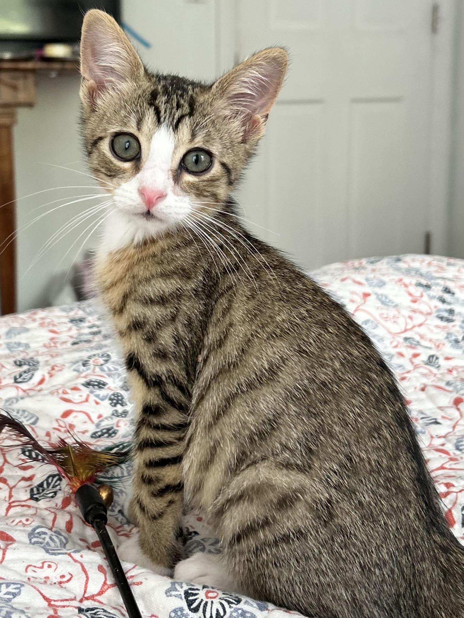 Enlarge Kittens Garth and Brooks, a ADOPTABLE Domestic Short Hair in Granby, CT image 1/5
