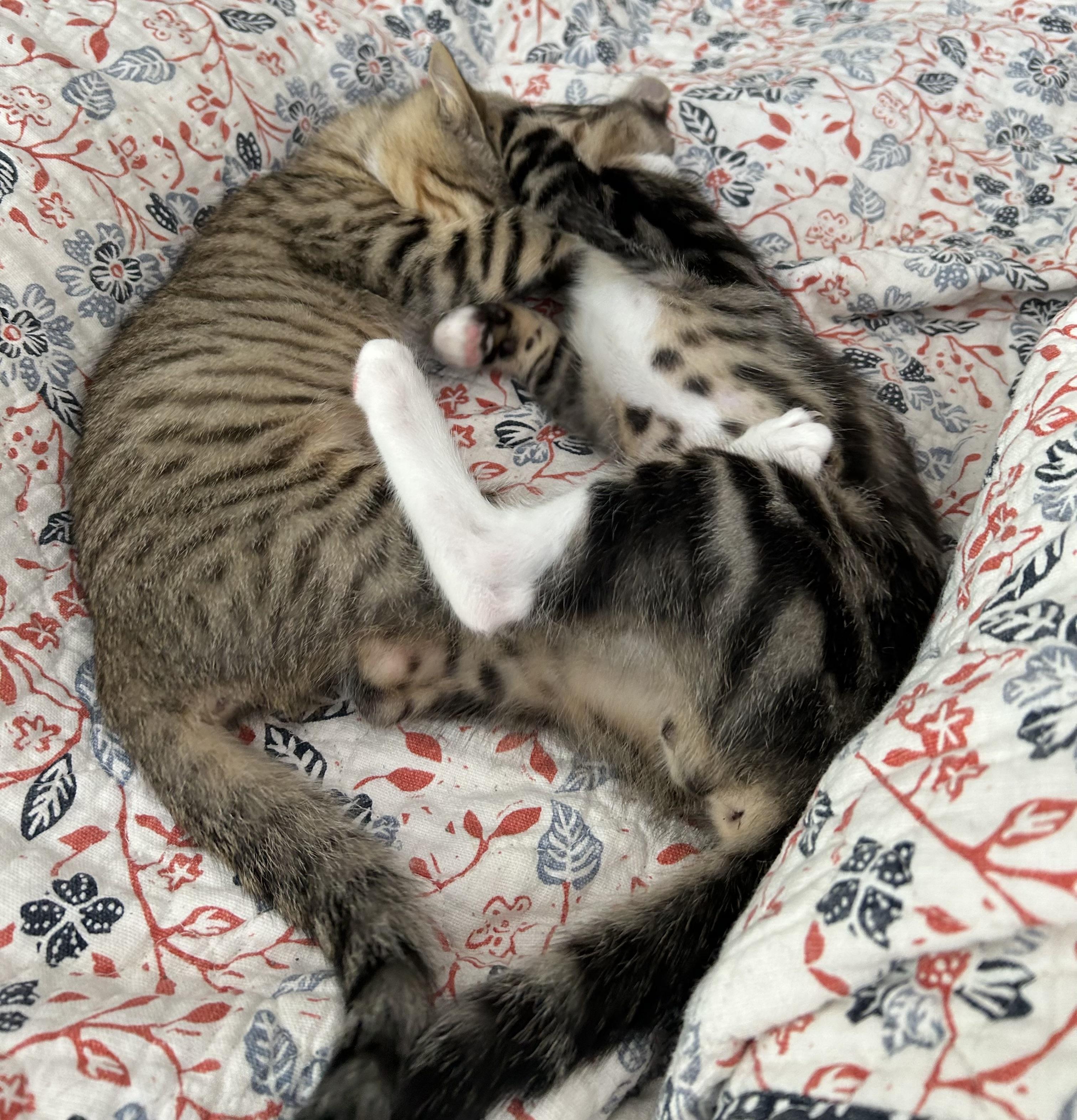 Enlarge Kittens Garth and Brooks, a ADOPTABLE Domestic Short Hair in Granby, CT image 3/5