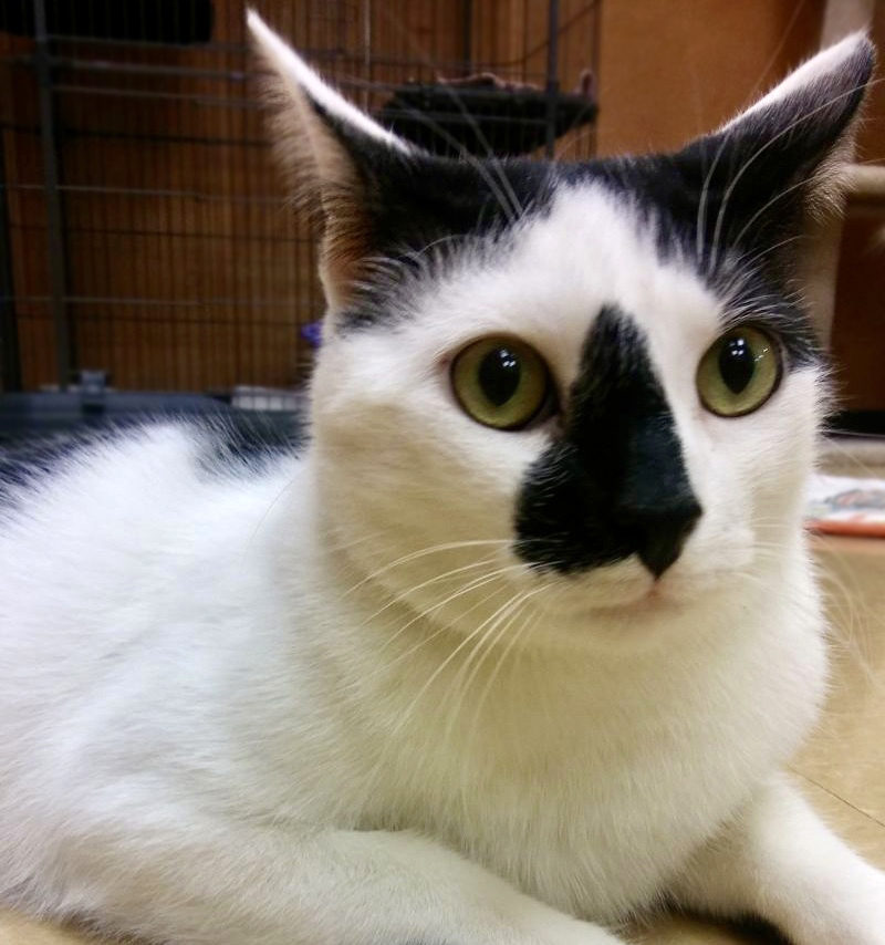 Tucker & Tyler, Adoptable, Adult Male Domestic Short Hair.