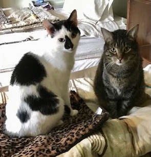 Tucker & Tyler, a Adoptable mixed breed in Cranford, NJ image 2/12