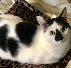 Tucker & Tyler, a Adoptable mixed breed in Cranford, NJ image 3/12