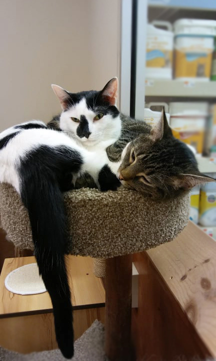 Tucker & Tyler, a Adoptable mixed breed in Cranford, NJ image 4/12